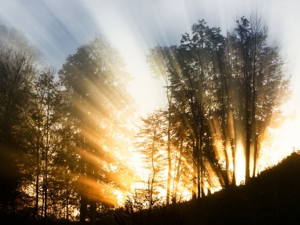 Sunbeams through the forest tops